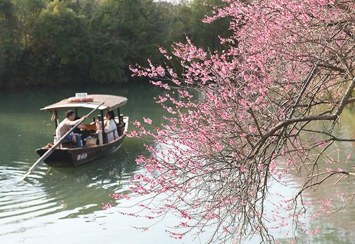 杭州西溪百畝梅花醉游人