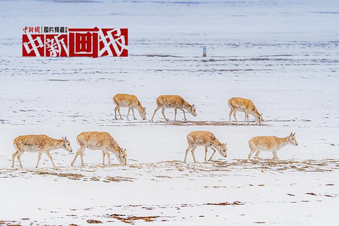 在國家公園里與“神奇動物”同行 